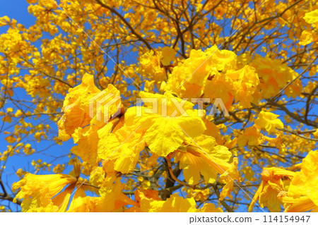 Ipe tree, yellow flowers, blue sky 114154947