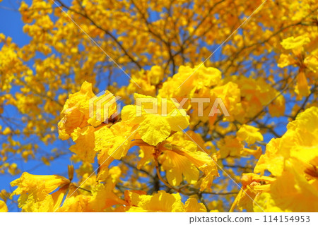 重蟻樹，黃色的花朵，藍天 114154953