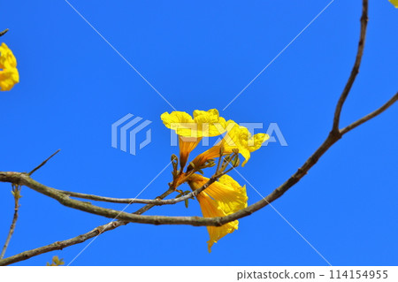 重蟻樹，黃色的花朵，藍天 114154955