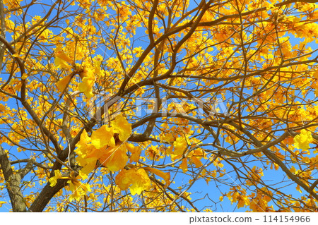 重蟻樹，黃色的花朵，藍天 114154966