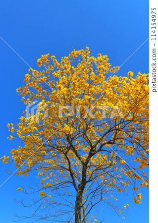重蟻樹,黃色的花朵,藍天 重蟻樹,黃色的花朵,藍天 114154975