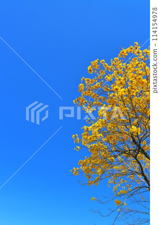重蟻樹,黃色的花朵,藍天 重蟻樹,黃色的花朵,藍天 114154978