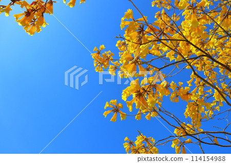 重蟻樹，黃色的花朵，藍天 114154988