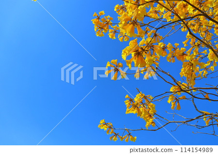 重蟻樹,黃色的花朵,藍天 重蟻樹,黃色的花朵,藍天 114154989