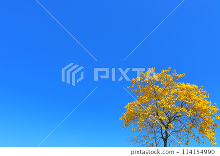 重蟻樹,黃色的花朵,藍天 重蟻樹,黃色的花朵,藍天 114154990