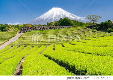 “靜岡縣”富士山風景和茶園 114155048
