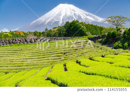 "Shizuoka Prefecture" Scenery of Mt. Fuji and a tea plantation 114155055