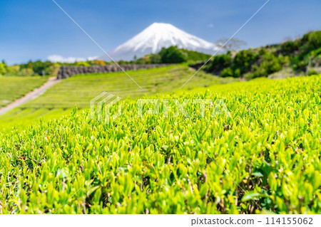 "Shizuoka Prefecture" Scenery of Mt. Fuji and a tea plantation "Shizuoka Prefecture" Scenery of Mt. Fuji and a tea plantation 114155062