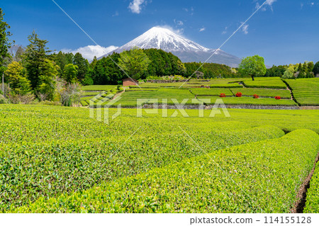 "Shizuoka Prefecture" Scenery of Mt. Fuji and a tea plantation 114155128