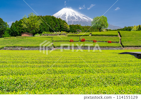 "Shizuoka Prefecture" Scenery of Mt. Fuji and a tea plantation "Shizuoka Prefecture" Scenery of Mt. Fuji and a tea plantation 114155129