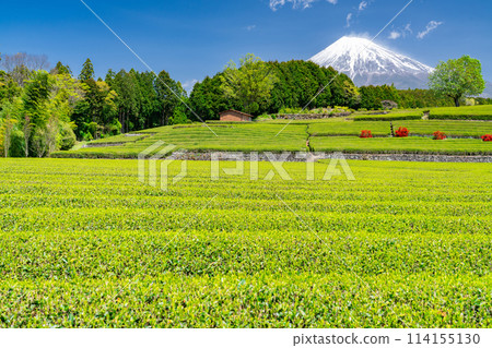 "Shizuoka Prefecture" Scenery of Mt. Fuji and a tea plantation 114155130