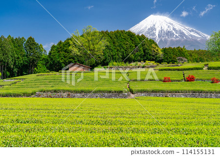"Shizuoka Prefecture" Scenery of Mt. Fuji and a tea plantation "Shizuoka Prefecture" Scenery of Mt. Fuji and a tea plantation 114155131