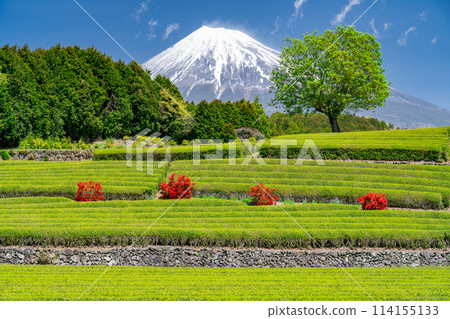 "Shizuoka Prefecture" Scenery of Mt. Fuji and a tea plantation 114155133