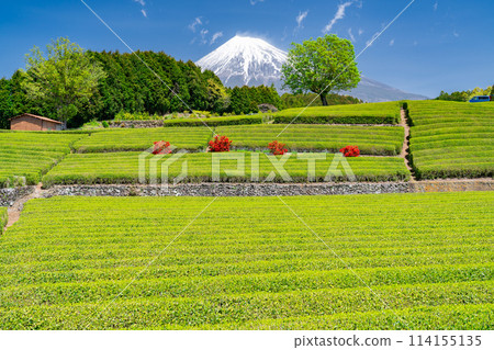 "Shizuoka Prefecture" Scenery of Mt. Fuji and a tea plantation 114155135