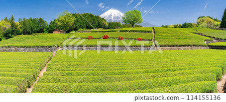 "Shizuoka Prefecture" Scenery of Mt. Fuji and a tea plantation "Shizuoka Prefecture" Scenery of Mt. Fuji and a tea plantation 114155136