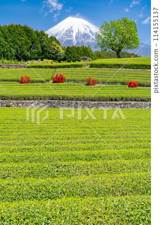 "Shizuoka Prefecture" Scenery of Mt. Fuji and a tea plantation "Shizuoka Prefecture" Scenery of Mt. Fuji and a tea plantation 114155137