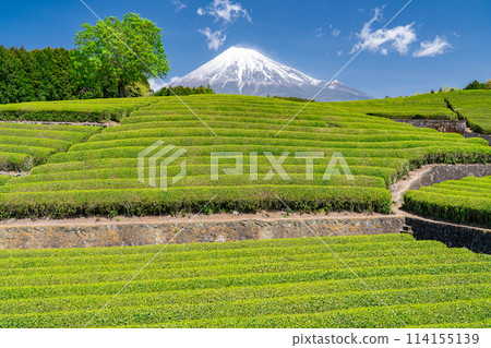 “靜岡縣”富士山風景和茶園 114155139
