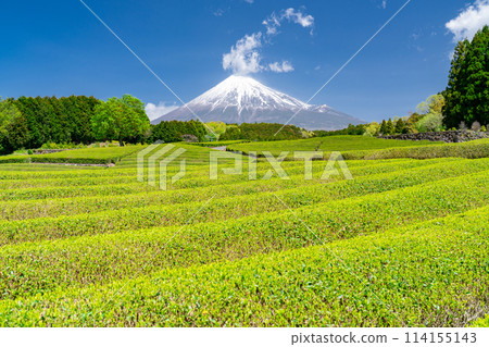 “靜岡縣”富士山風景和茶園 114155143