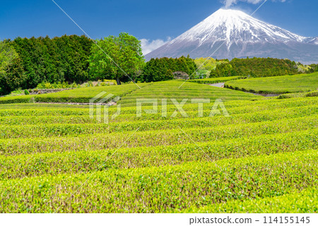 "Shizuoka Prefecture" Scenery of Mt. Fuji and a tea plantation "Shizuoka Prefecture" Scenery of Mt. Fuji and a tea plantation 114155145
