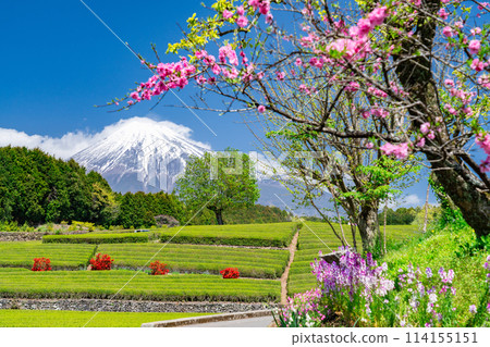 "Shizuoka Prefecture" Scenery of Mt. Fuji and a tea plantation 114155151