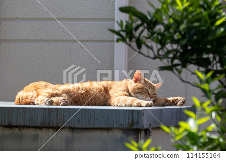Stray cat sleeping outdoors in the sun Stray cat sleeping outdoors in the sun 114155164