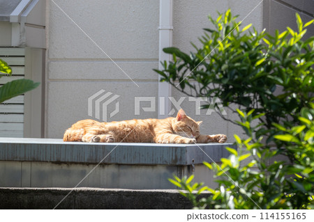 A stray cat sleeping on the roof of a sunny storage shed A stray cat sleeping on the roof of a sunny storage shed 114155165