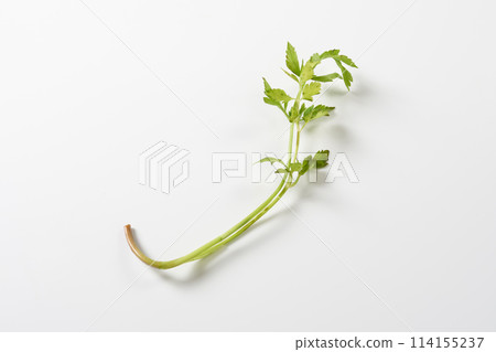 Japanese parsley on white background 114155237