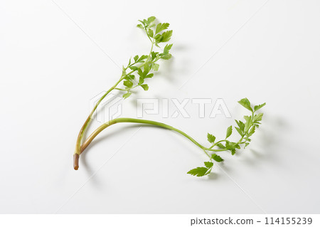 Japanese parsley on white background 114155239