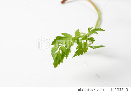 Japanese parsley on white background 114155243