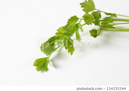 塞里白色背景 114155244