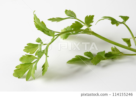 Japanese parsley on white background 114155246