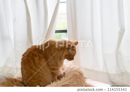 Window cat, tea tabby cat 114155341