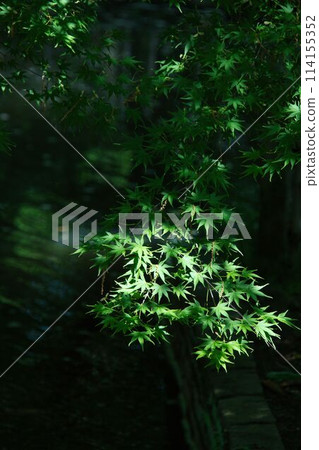 Fresh green maple 114155352