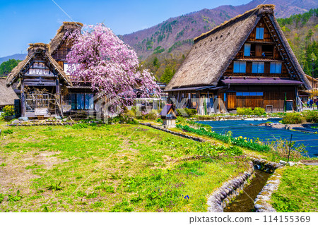 Shirakawa-go and cherry blossoms in spring 114155369