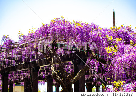 【京都風景】優雅的紫色花朵、鳥羽紫藤 114155388