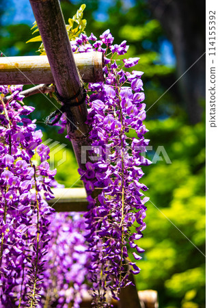 【京都風景】優雅的紫色花朵、鳥羽紫藤 【京都風景】優雅的紫色花朵、鳥羽紫藤 114155392