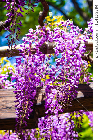 【京都風景】優雅的紫色花朵、鳥羽紫藤 114155394