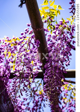 【京都風景】優雅的紫色花朵、鳥羽紫藤 114155395