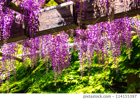 【京都風景】優雅的紫色花朵、鳥羽紫藤 114155397