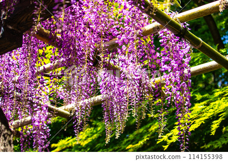 【京都風景】優雅的紫色花朵、鳥羽紫藤 114155398