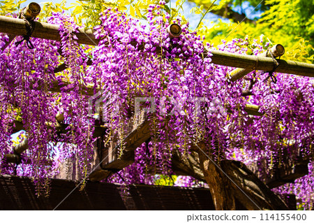 【京都風景】優雅的紫色花朵、鳥羽紫藤 114155400