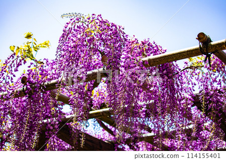 【京都風景】優雅的紫色花朵、鳥羽紫藤 114155401