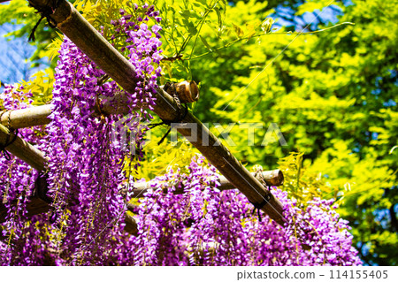 【京都風景】優雅的紫色花朵、鳥羽紫藤 114155405