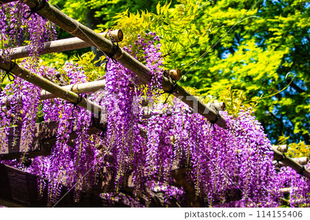 【京都風景】優雅的紫色花朵、鳥羽紫藤 114155406