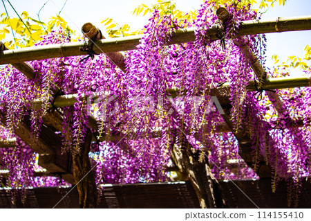 【京都風景】優雅的紫色花朵、鳥羽紫藤 114155410