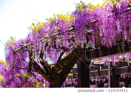 【京都風景】優雅的紫色花朵、鳥羽紫藤 114155411