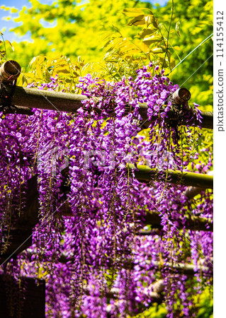 【京都風景】優雅的紫色花朵、鳥羽紫藤 114155412