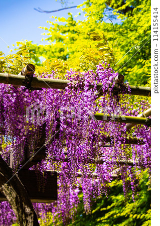 [Kyoto Scenery] Elegant purple flowers: Toba Wisteria 114155414
