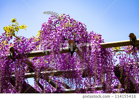 【京都風景】優雅的紫色花朵、鳥羽紫藤 114155418