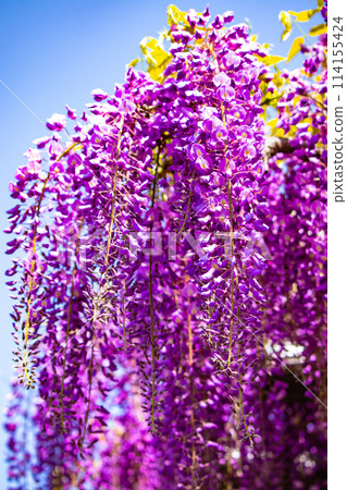 【京都風景】優雅的紫色花朵、鳥羽紫藤 114155424